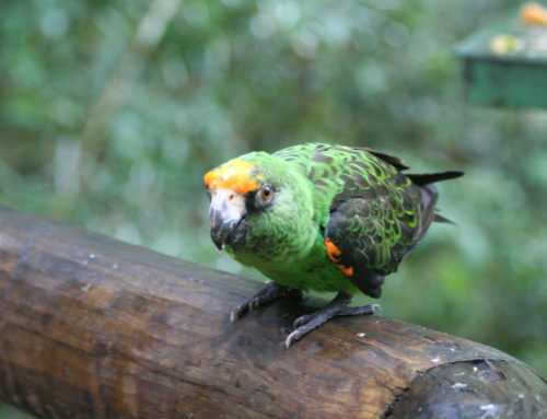Birds of Eden
